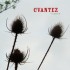 Cvantez
