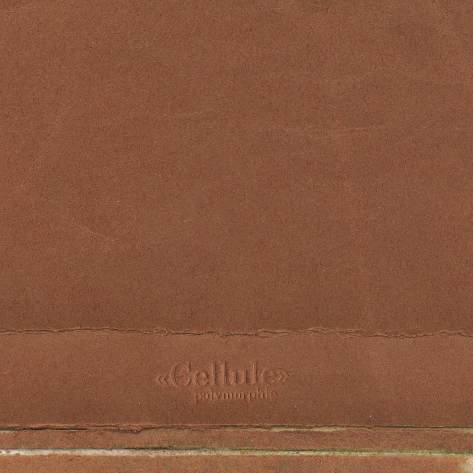 Polymorphies - Cellule