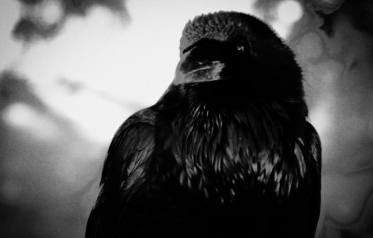 Seeds of Mary, leur clip “The blackbird” sur Longueur d'Ondes