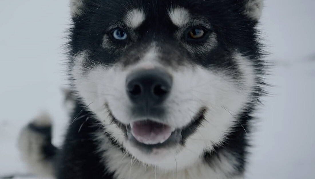 Geoffroy, son clip “Raised by wolves” sur Longueur d'Ondes