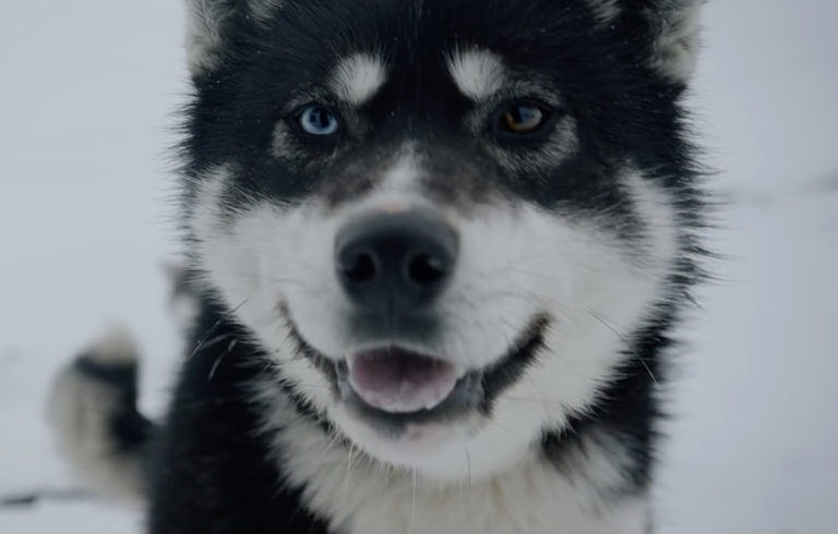 Geoffroy, son clip “Raised by wolves” sur Longueur d'Ondes