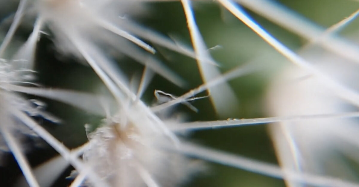Boreal, son clip “Obsidian” en EXCLU sur Longueur d'Ondes