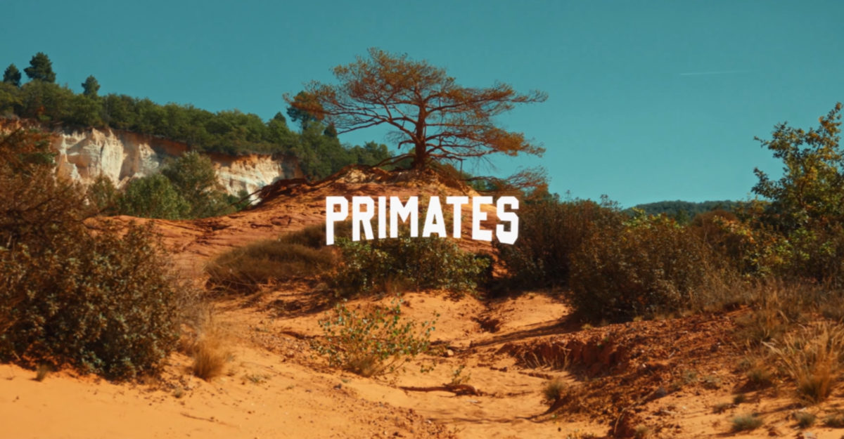 primates